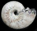 Iridescent Ammonite (Eboraciceras) Fossil - Russia #34623-1